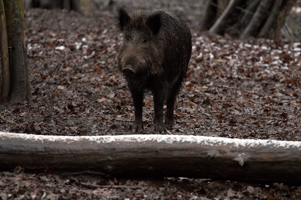 Avanza la proposta per la caccia collettiva al cinghiale