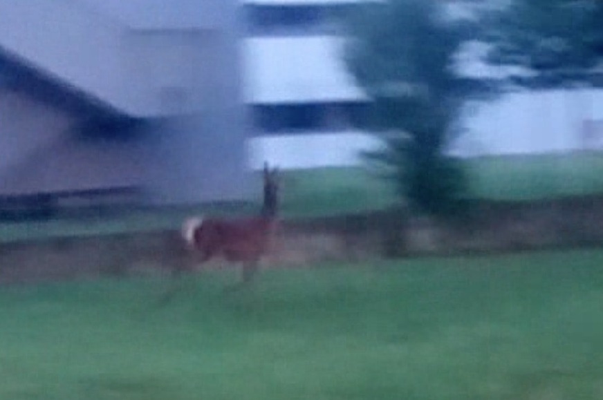 Allarme sicurezza con sette incidenti in 10 giorni provocati dalla fauna selvatica