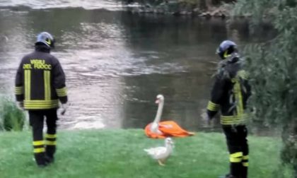 I pompieri salvano un cigno intrappolato in un giardino FOTO