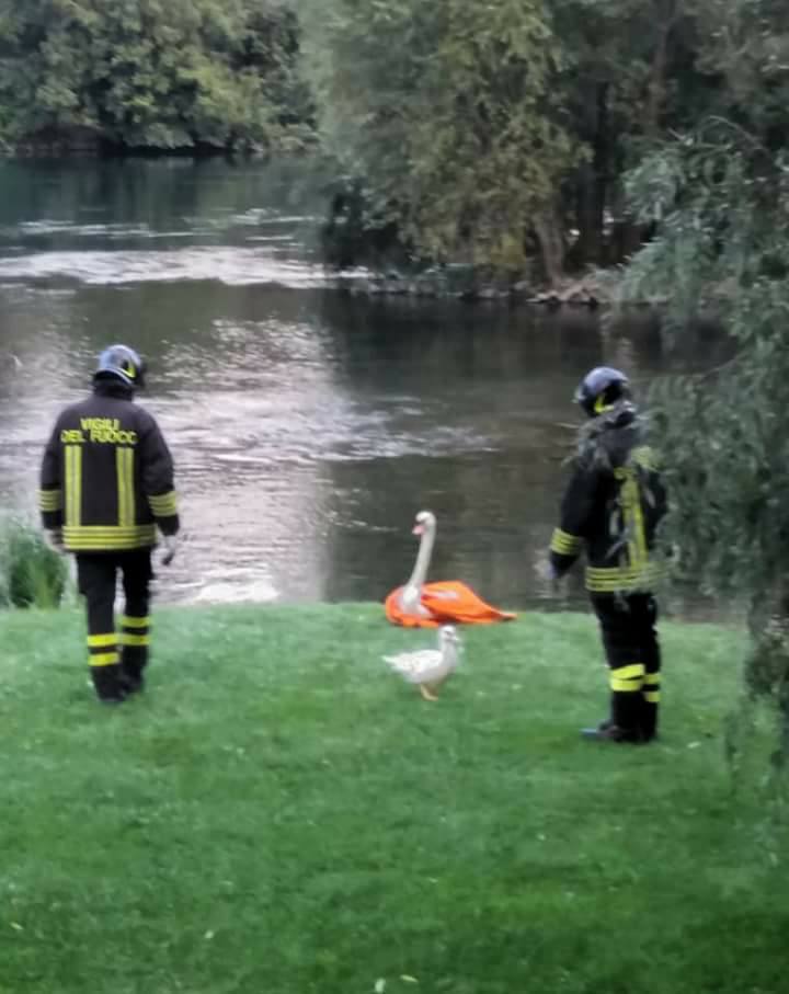 I pompieri salvano un cigno intrappolato in un giardino FOTO