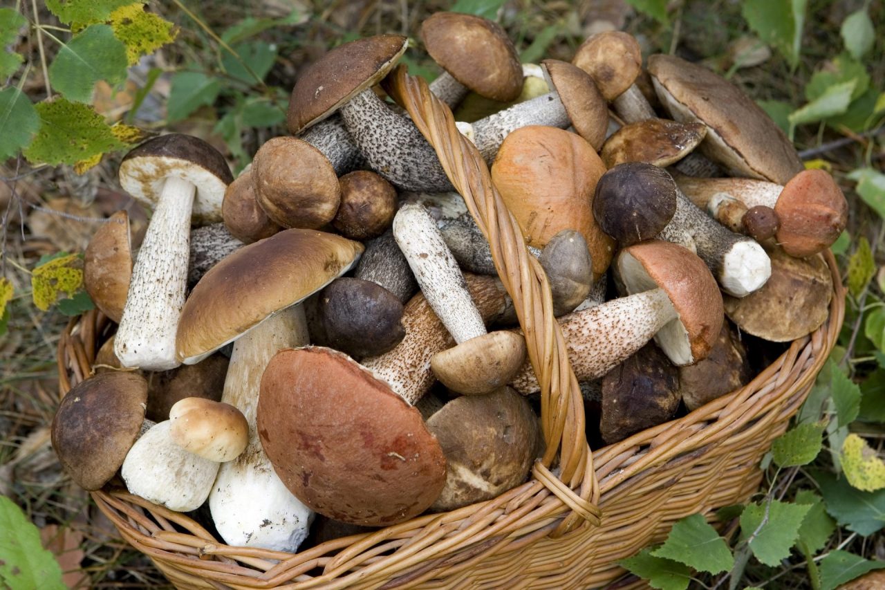 Funghi, è partita la stagione. Attenzione a quello che raccogliete