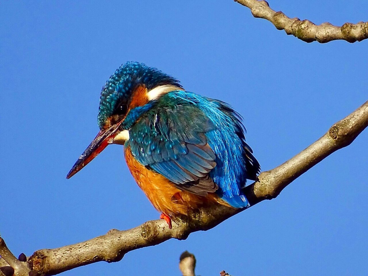 Gli uccelli del Parco Lambro immortalati da Antonio Perego FOTO