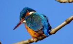 Gli uccelli del Parco Lambro immortalati da Antonio Perego FOTO