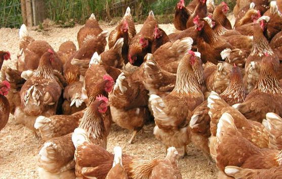 Focolai di influenza aviaria ecco come comportarsi