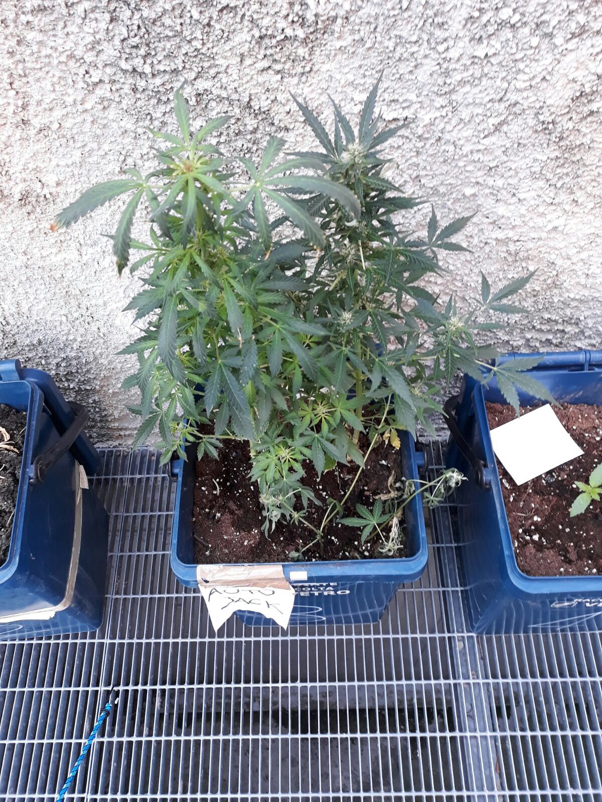 Galbiate, sei piante di marijuana