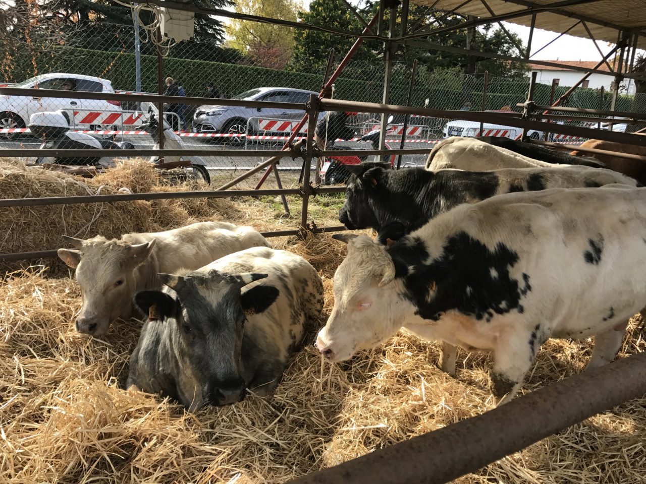 Pro Loco: premiate le eccellenze del territorio ECCO LE FOTO E IL VIDEO