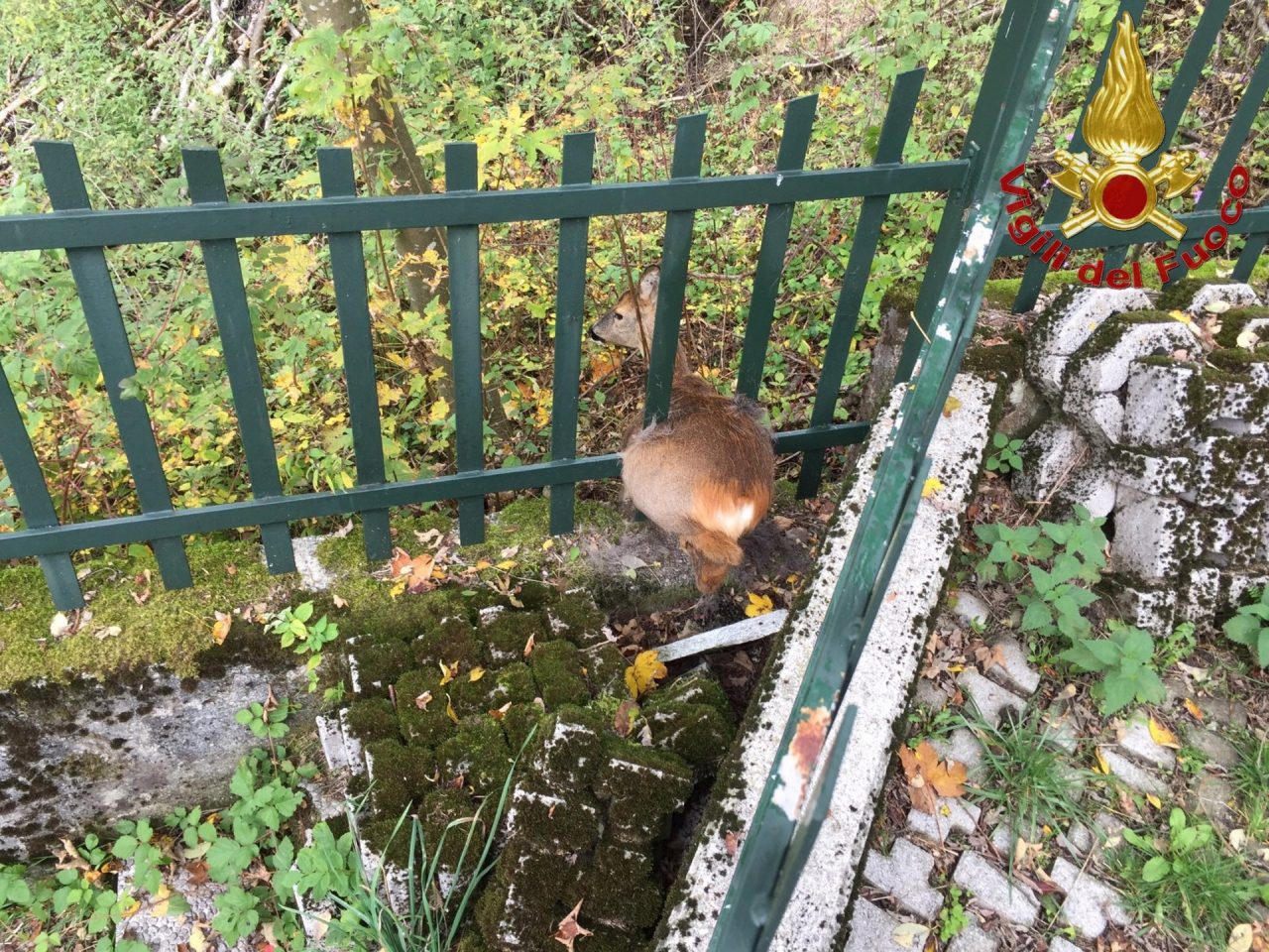 Capriolo salvato dai Vigili del Fuoco FOTO