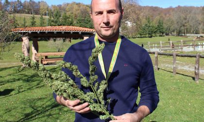 Coldiretti Lecco Como promuove la coltivazione della canapa