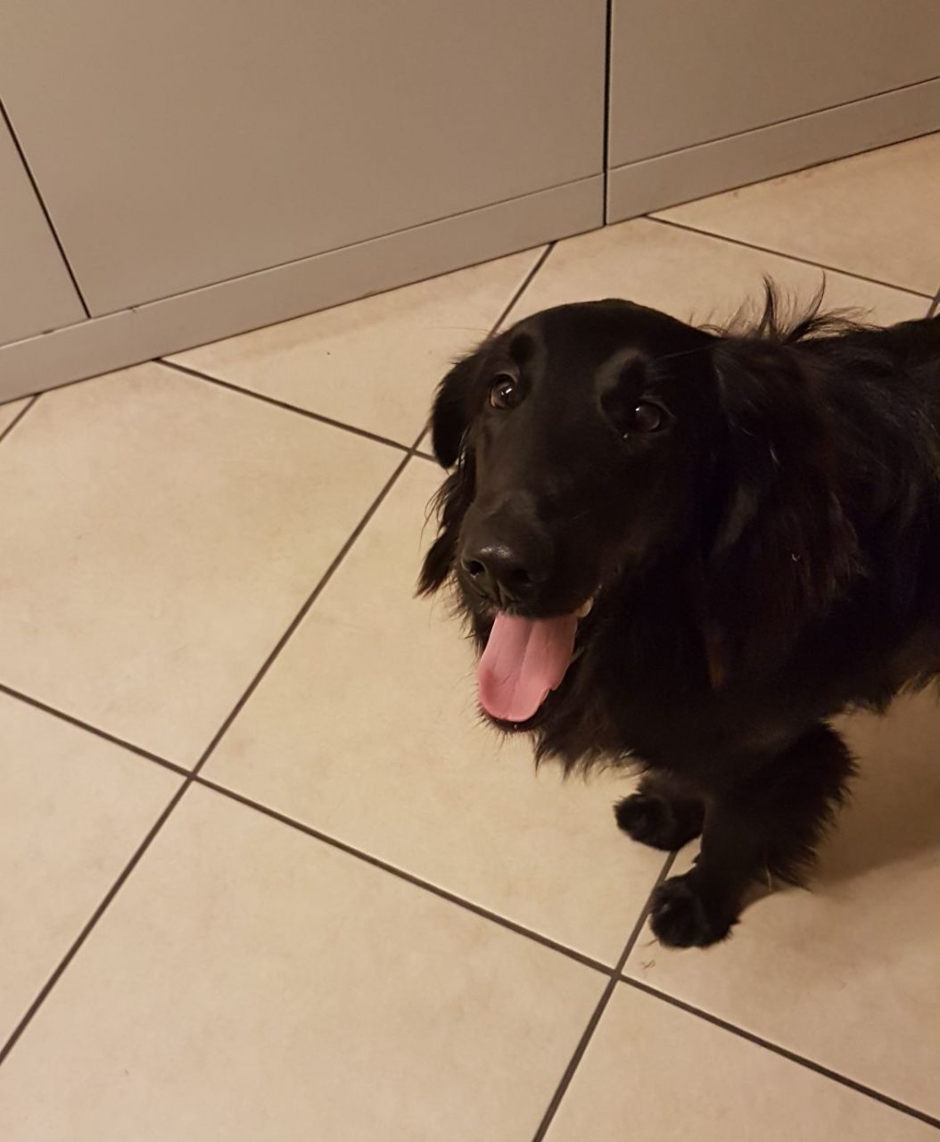 Cagnolino salvato da una guardia giurata FOTO