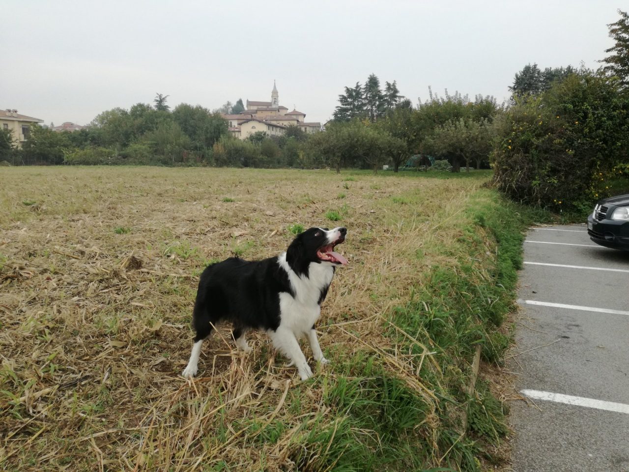 Il cane che gioca a pallavolo VIDEO