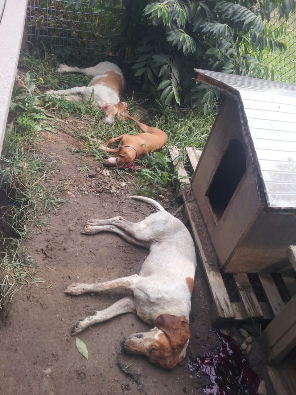 Cani ammazzati, Enpa sporge denuncia