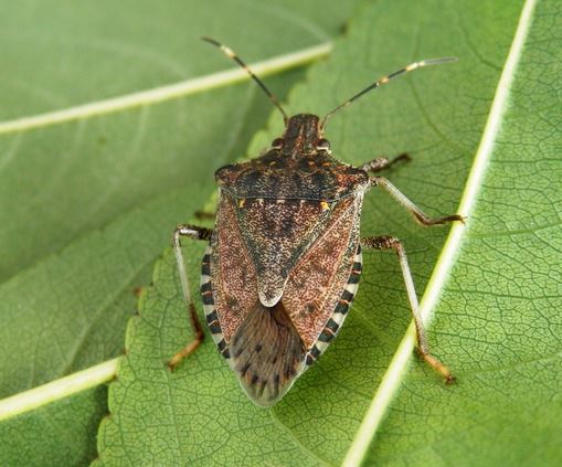 Lario preso d’assedio dalla cimice asiatica. Coldiretti lancia l’allarme