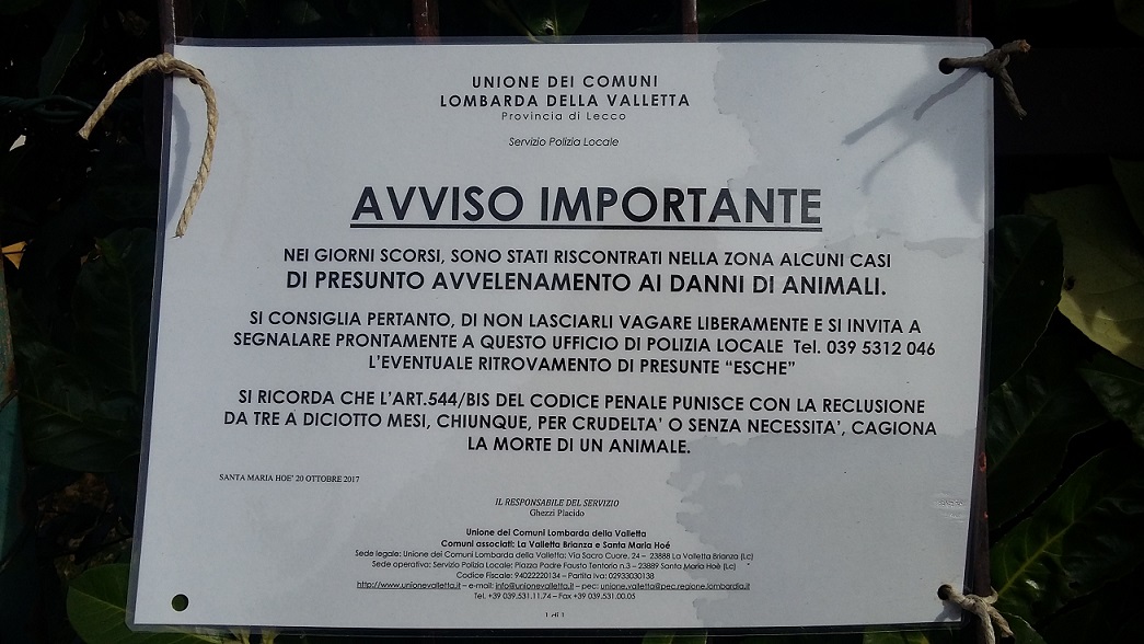 Gatti avvelenati: è allarme
