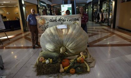 La zucca gigante del Team Petrelli esposta al centro commerciale FOTO