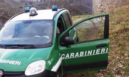 Cani avvelenati, ora indagano i Carabinieri Forestali