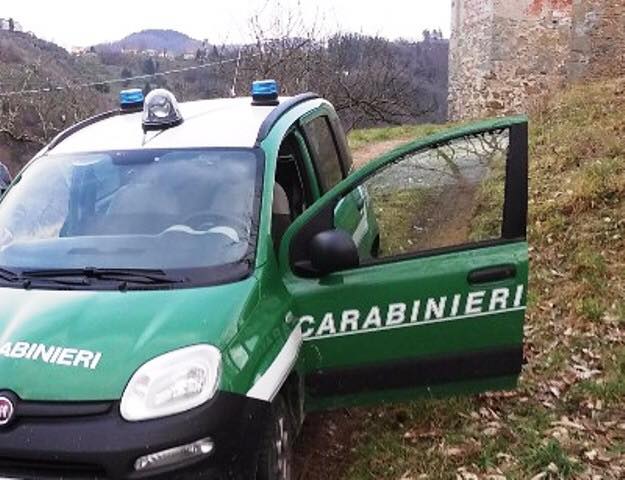 Cani avvelenati, ora indagano i Carabinieri Forestali