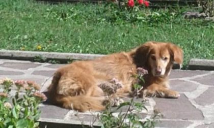 Si è persa la cagnolina Lola, i proprietari la cercano ovunque