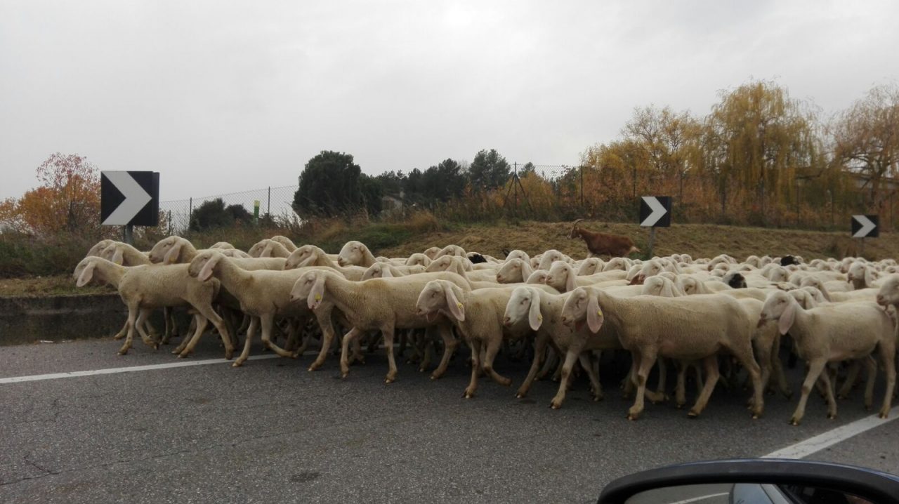 Gregge di pecore blocca la strada