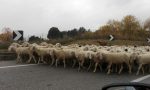 Gregge di pecore blocca la strada