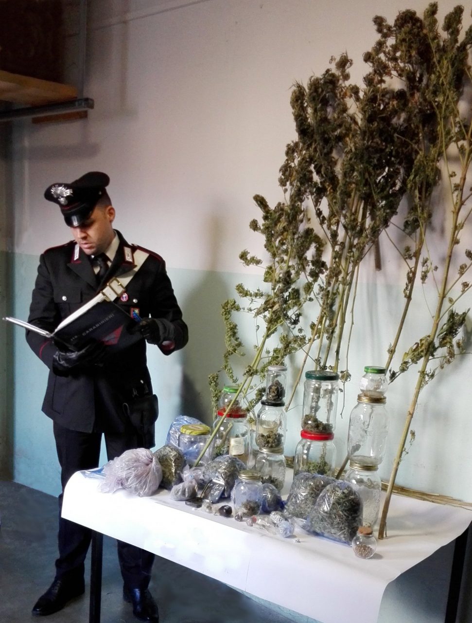 Quasi due chili marijuana e 600 semi di cannabis arrestato 31enne