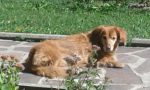 Continuano le ricerche della cagnolina Lola FOTO