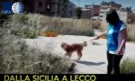 Viaggio della speranza cagnolino salvato a Lecco VIDEO