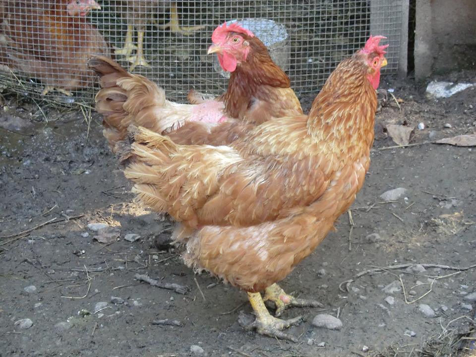 Anche le galline in campo per Telethon