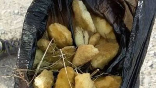 Cani avvelenati in pieno centro abitato, la denuncia