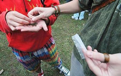 Spaccio droga: trovata pianta di Marijuana coltivata in un bosco e denunciato un pusher