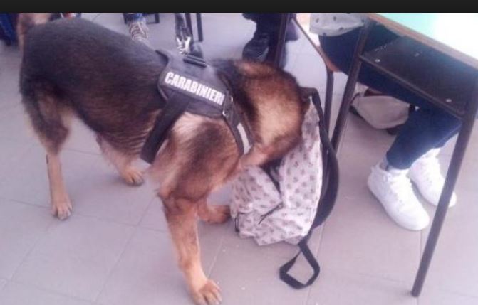 Cani antidroga in azione al Cfpa