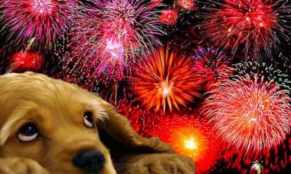 Capodanno da cani, ecco come comportarsi per tutelare gli animali