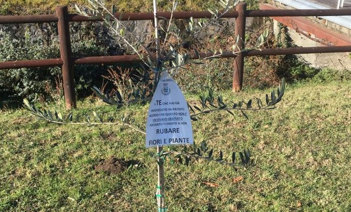 Ladri senza scrupoli rubano anche gli alberi dei bambini