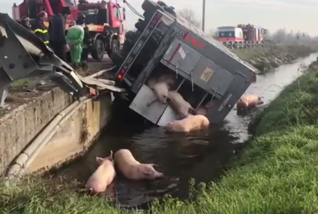 Camion di maiali si ribalta nella roggia VIDEO