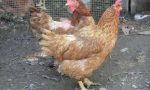 Galline per Telethon ecco i vincitori del concorso