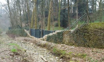 Giardiniere di Berlusconi cade da un albero a Villa Gernetto: gravissimo