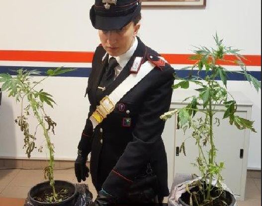 Coltivava droga a Primaluna, denunciato giovane