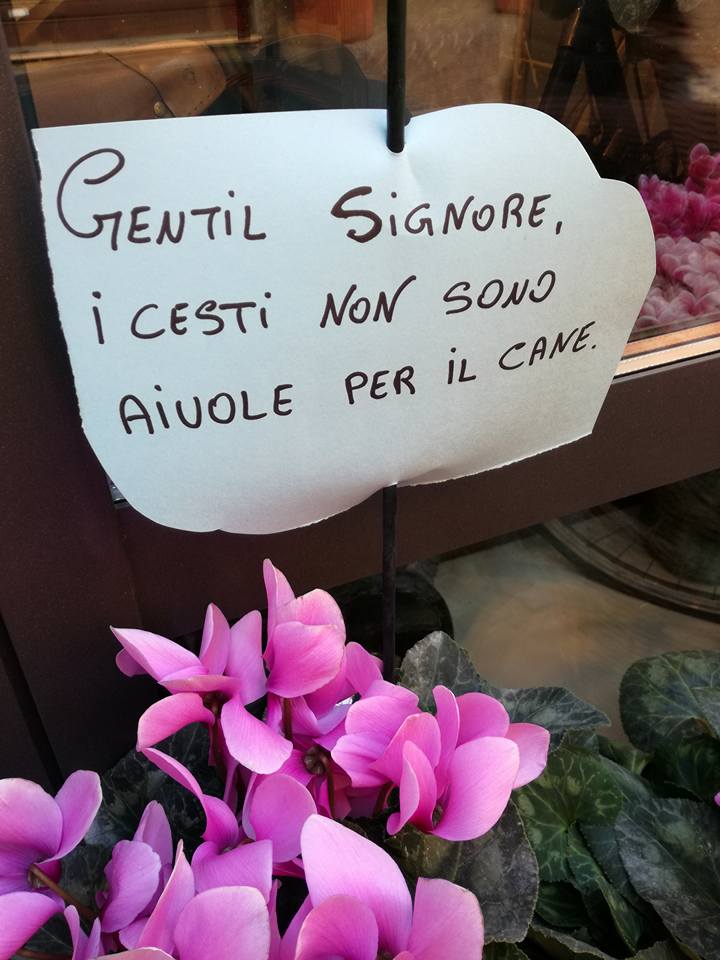 Vasi di fiori scambiati per pisciatoi per cani, la protesta di una fioraia