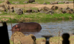 Il racconto choc di Luisella, azzannata da un ippopotamo. Ecco la sua FOTO