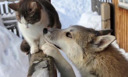 Come proteggere gli animali dal freddo e dal temuto Buran o Burian...