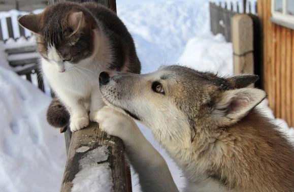 Come proteggere gli animali dal freddo e dal temuto Buran o Burian…