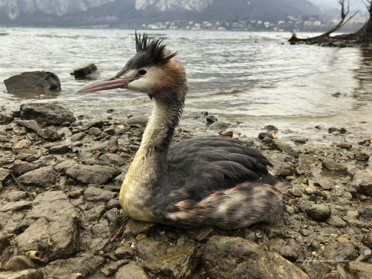 Volontaria del WWF salva un uccello ferito  FOTO