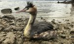 Volontaria del WWF salva un uccello ferito  FOTO