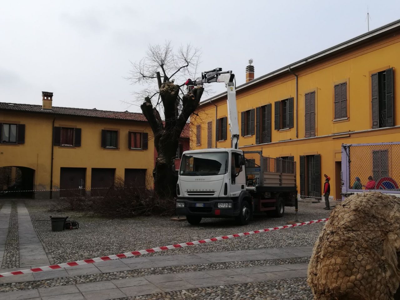 Tiglio simbolo di Cernusco abbattuto VIDEO