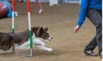 Il cagnolino Wave non ce l'ha fatta