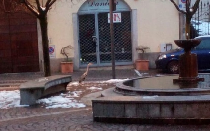 Airone a spasso per il centro di Merate FOTO