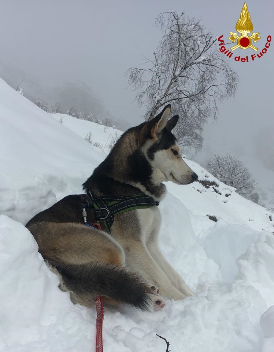 Cane salvato sul Monte Due Mani FOTO