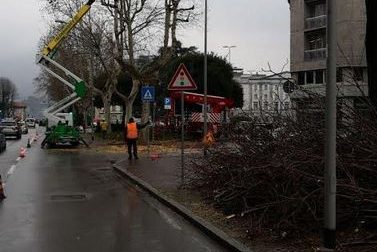 Gli alberi del centro si rifanno il look FOTO