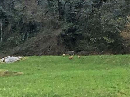 Lecco zoo… avvistata famiglia di cinghiali a Falghera