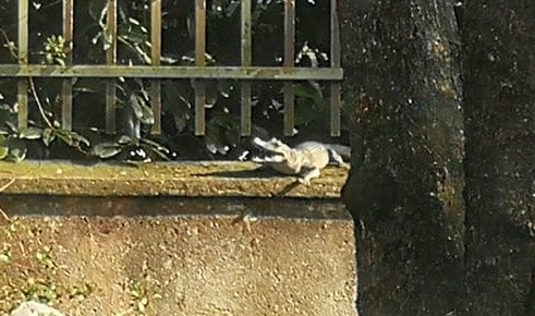 Il coccodrillo come fa… a Civate?