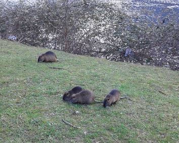 La caccia alle nutrie di Lecco diventa un caso nazionale. “Si uccidono gli animali con i soldi dei cittadini”